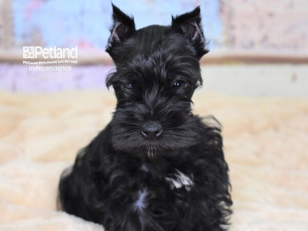 Miniature Schnauzer-DOG-Male-Black-2991-Petland Lee's Summit, MO