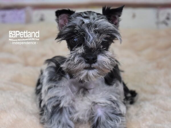 Miniature Schnauzer-DOG-Female-Blue Merle-2994-Petland Lee's Summit, MO