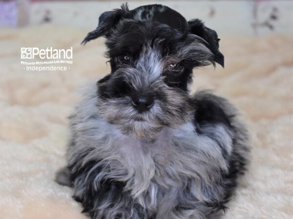 Miniature Schnauzer-DOG-Male-Blue Merle-2992-Petland Lee's Summit, MO
