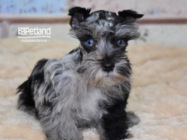 Miniature Schnauzer-DOG-Female-Blue Merle-2993-Petland Lee's Summit, MO