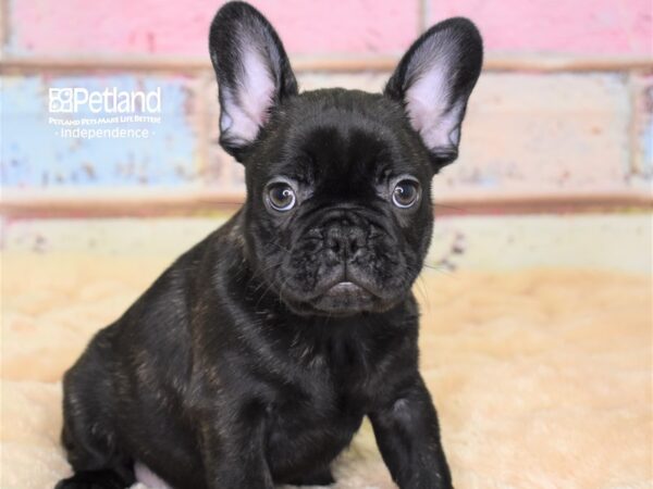 French Bulldog-DOG-Male-Black Brindle-2985-Petland Lee's Summit, MO