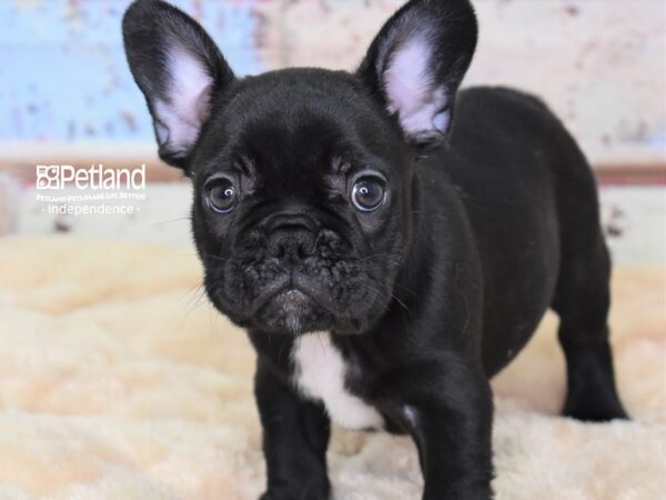 French Bulldog-DOG-Male-Black-2986-Petland Lee's Summit, MO