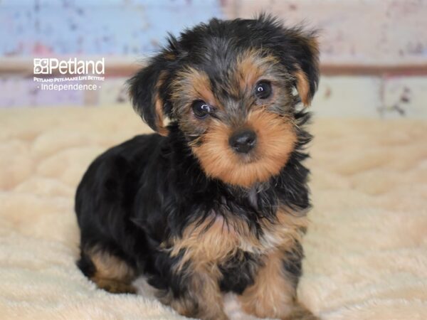 Yorkshire Terrier-DOG-Female-Black and Tan-2997-Petland Lee's Summit, MO