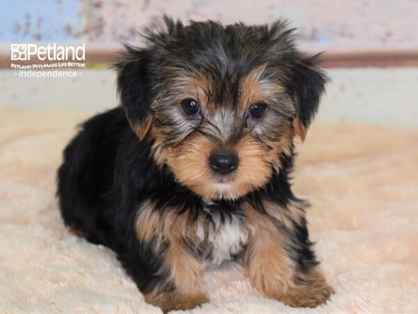 Yorkshire Terrier-DOG-Male-Black and Tan-2996-Petland Lee's Summit, MO