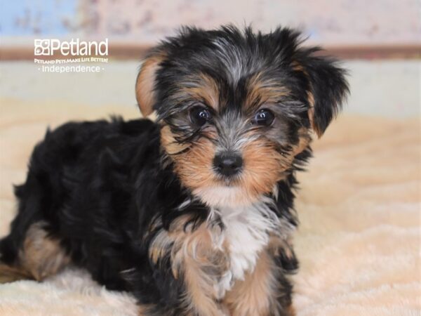 Yorkshire Terrier-DOG-Female-Black and Tan-2998-Petland Lee's Summit, MO