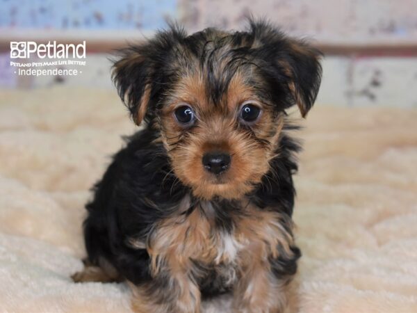 Yorkshire Terrier-DOG-Male-Black and Tan-2995-Petland Lee's Summit, MO