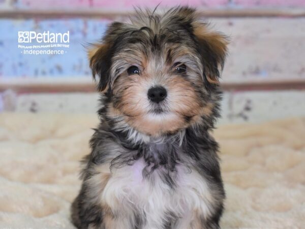 Morkie-DOG-Female-Sable-2989-Petland Lee's Summit, MO