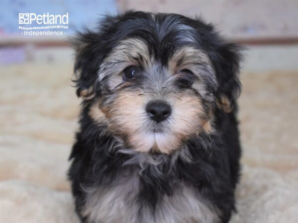 Morkie-DOG-Male-Black and Tan-2987-Petland Lee's Summit, MO