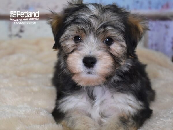 Morkie-DOG-Male-Sable-2988-Petland Lee's Summit, MO
