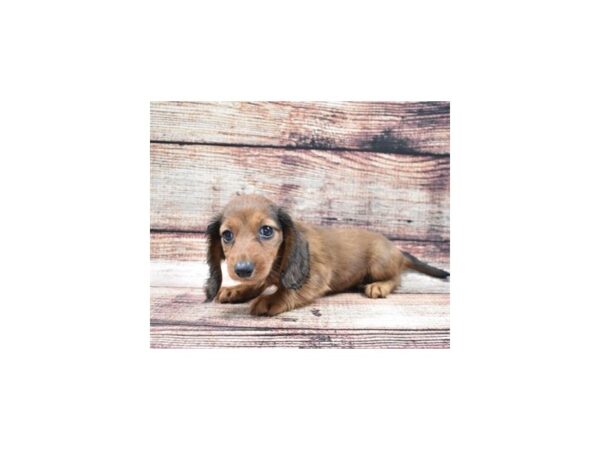 Dachshund-DOG-Female-Red-3009-Petland Lee's Summit, MO