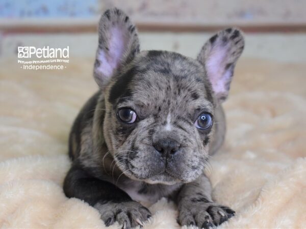 French Bulldog-DOG-Male-Merle-3018-Petland Lee's Summit, MO