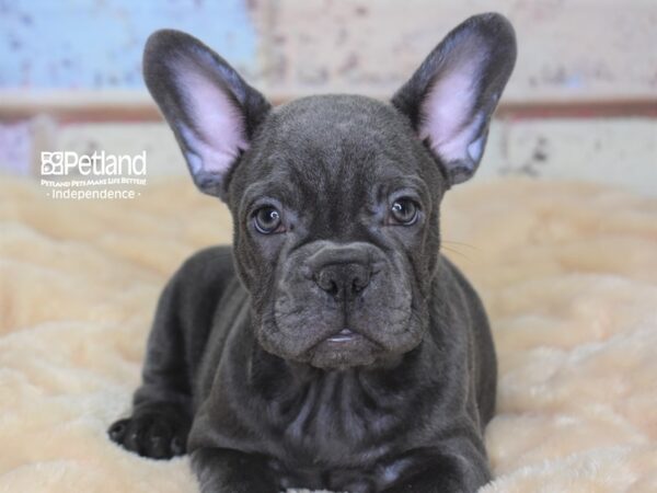 French Bulldog-DOG-Male-Blue-3019-Petland Lee's Summit, MO