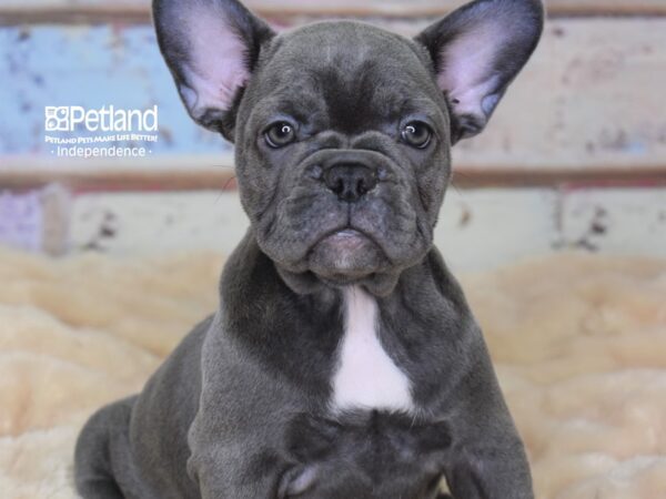 French Bulldog-DOG-Female-Blue-3020-Petland Lee's Summit, MO