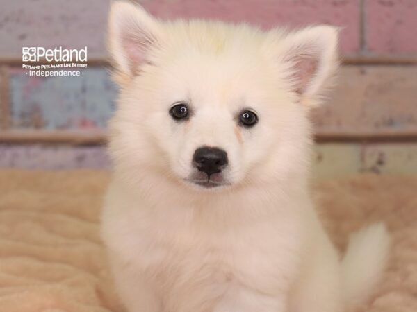American Eskimo-DOG-Female-White-3001-Petland Lee's Summit, MO