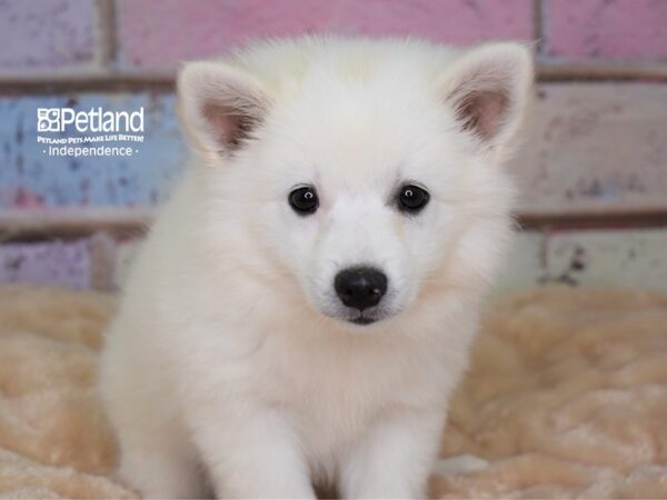 American Eskimo-DOG-Female-White-3002-Petland Lee's Summit, MO