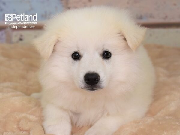 American Eskimo-DOG-Male-White-3003-Petland Lee's Summit, MO