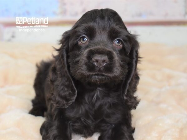 Cockapoo-DOG-Female-Chocolate-3017-Petland Lee's Summit, MO