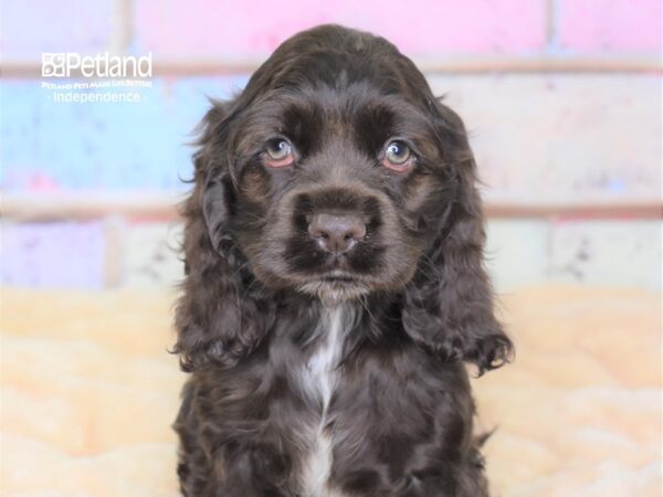 Cockapoo-DOG-Male-Chocolate-3014-Petland Lee's Summit, MO