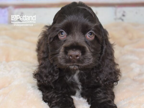 Cockapoo-DOG-Male-Chocolate-3015-Petland Lee's Summit, MO