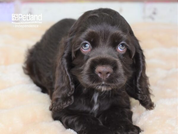 Cockapoo-DOG-Female-Chocolate-3016-Petland Lee's Summit, MO
