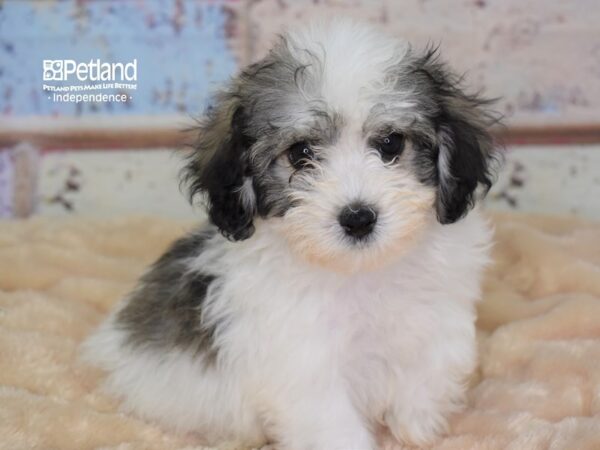 Havapoo-DOG-Female-Sable & White-3006-Petland Lee's Summit, MO