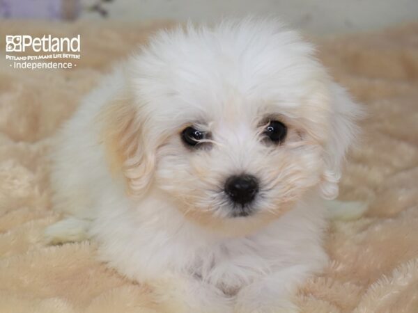 Havapoo-DOG-Female-White-3007-Petland Lee's Summit, MO