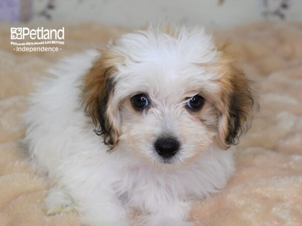 Havapoo-DOG-Male-Sable and White-3005-Petland Lee's Summit, MO