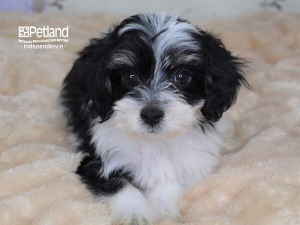 Havapoo-DOG-Male-Black and White-3004-Petland Lee's Summit, MO
