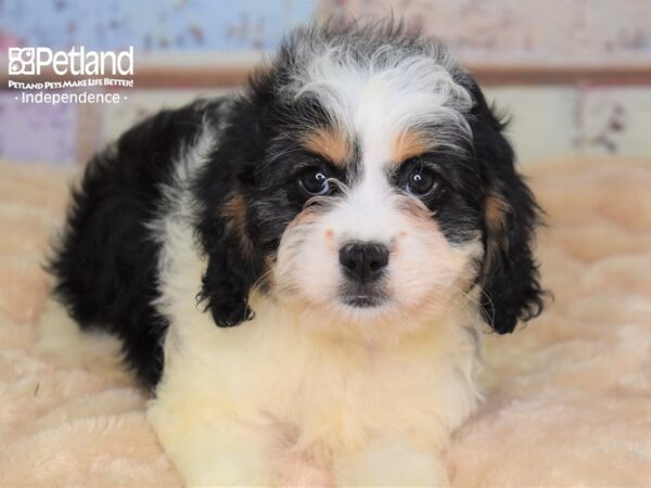 Cavapoo-DOG-Female-Tri-3013-Petland Lee's Summit, MO