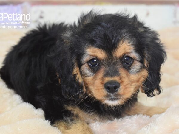 Cavapoo-DOG-Male-Black & Tan-3012-Petland Lee's Summit, MO