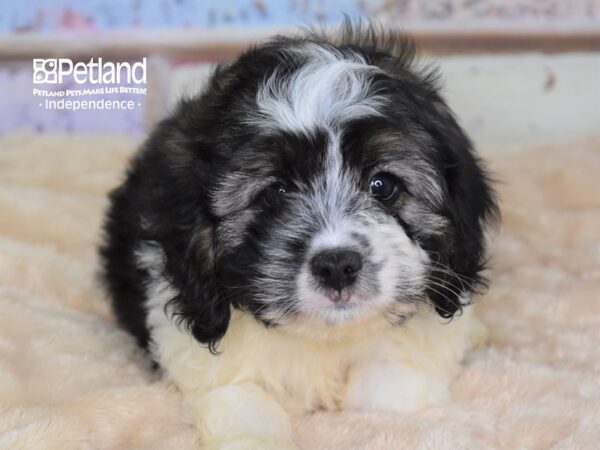 Cavapoo-DOG-Male-Black & White-3011-Petland Lee's Summit, MO