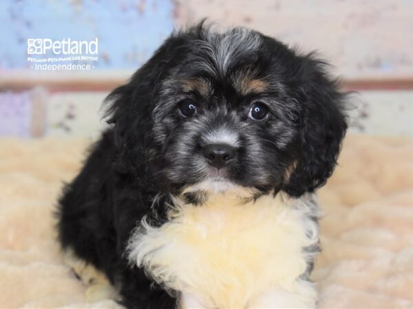 Cavapoo-DOG-Male-Black & White-3010-Petland Lee's Summit, MO