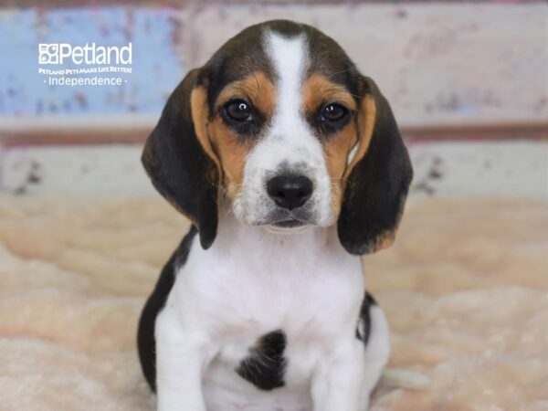 Beagle-DOG-Female-Black and Tan-3024-Petland Lee's Summit, MO