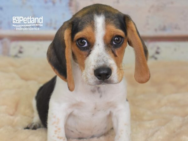Beagle-DOG-Male-Black and Tan-3022-Petland Lee's Summit, MO