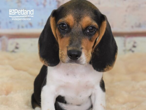 Beagle-DOG-Male-Black and Tan-3021-Petland Lee's Summit, MO