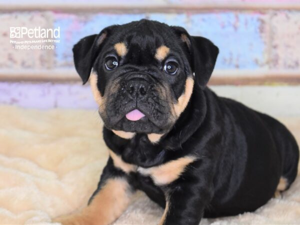 English Bulldog-DOG-Female--3028-Petland Lee's Summit, MO
