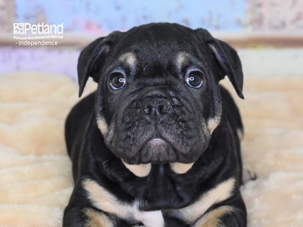 English Bulldog-DOG-Male--3027-Petland Lee's Summit, MO
