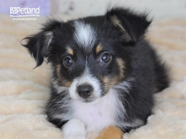 Miniature Australian Shepherd-DOG-Female-Black and Tan-3025-Petland Lee's Summit, MO