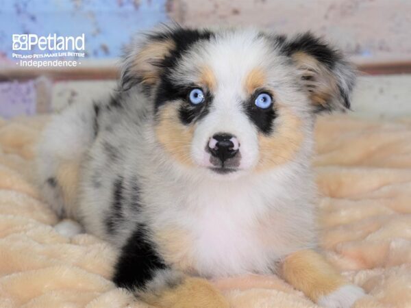 Miniature Australian Shepherd-DOG-Female-Blue Merle-3031-Petland Lee's Summit, MO