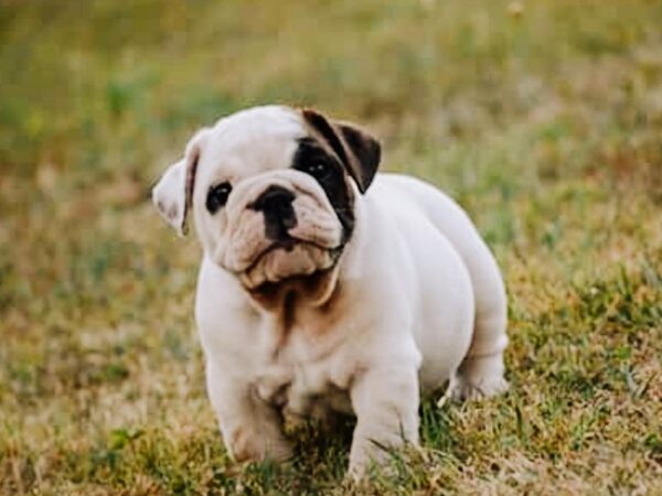English Bulldog - Coming Soon-DOG-Male--3032-Petland Lee's Summit, MO