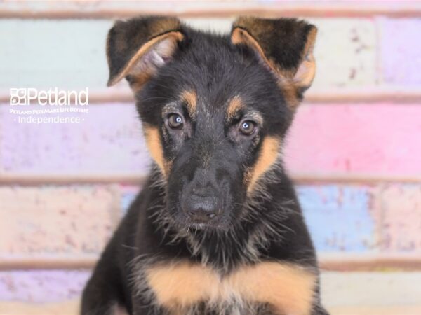 German Shepherd-DOG-Male-Black and Tan-3035-Petland Lee's Summit, MO