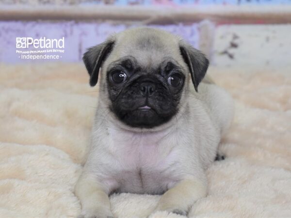 Pug-DOG-Female-Fawn-3034-Petland Lee's Summit, MO