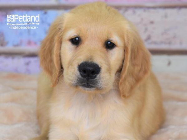 Golden Retriever-DOG-Male-Golden-3029-Petland Lee's Summit, MO