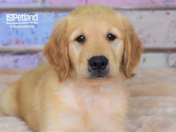 Golden Retriever-DOG-Female-Golden-3030-Petland Lee's Summit, MO