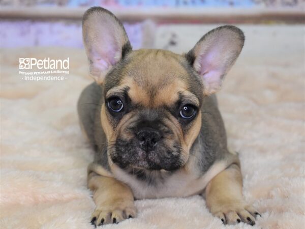 French Bulldog-DOG-Male-Sable-3037-Petland Lee's Summit, MO