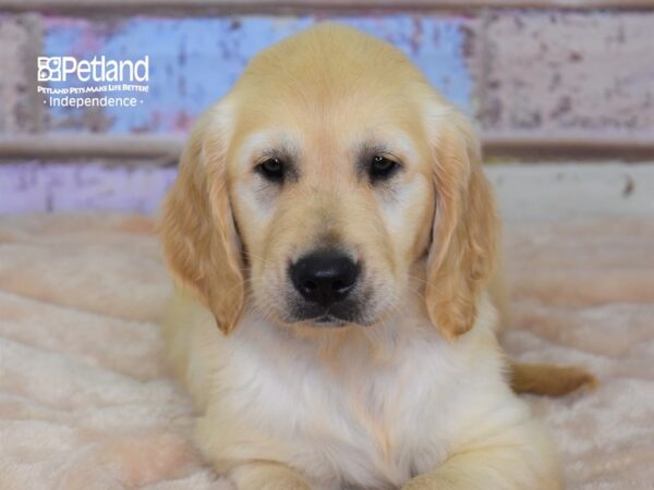 Golden Retriever-DOG-Female-Light Golden-3036-Petland Lee's Summit, MO