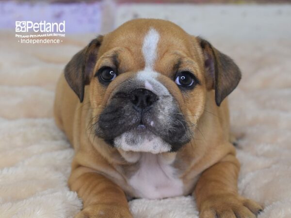 English Bulldog-DOG-Female-Red-3038-Petland Lee's Summit, MO