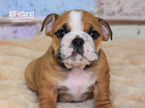 English Bulldog-DOG-Female-Red-3039-Petland Lee's Summit, MO