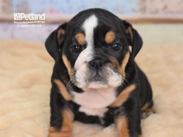 English Bulldog-DOG-Female-Black Tricolor-3040-Petland Lee's Summit, MO