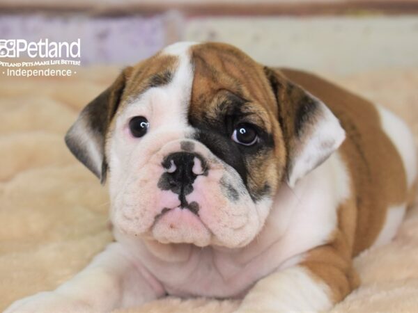 English Bulldog-DOG-Female-White and Brindle-3041-Petland Lee's Summit, MO